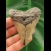 7,8 cm großer Zahn des Megalodon
