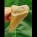 6,2 cm schön gefärbter Zahn des Megalodon