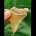 6,2 cm schön gefärbter Zahn des Megalodon