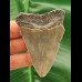 6,8 cm Zahn des Megalodon