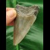6,8 cm Zahn des Megalodon