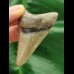 6,0 cm grauer Zahn des Megalodon
