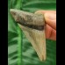 6,0 cm grauer Zahn des Megalodon