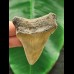 6,4 cm großer brauner Zahn des Megalodon