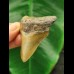 6,4 cm großer brauner Zahn des Megalodon