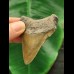 6.4 cm large brown tooth of the Megalodon
