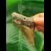 6.4 cm large brown tooth of the Megalodon
