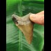 6.4 cm large brown tooth of the Megalodon