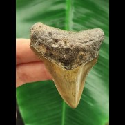 6,4 cm großer brauner Zahn des Megalodon