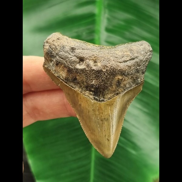 6.4 cm large brown tooth of the Megalodon