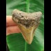 6.4 cm large brown tooth of the Megalodon