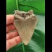 7,0 cm hellgrauer Zahn des Megalodon