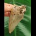 7.0 cm light grey tooth of the Megalodon
