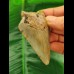 7.0 cm light grey tooth of the Megalodon