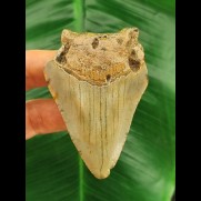 7,0 cm hellgrauer Zahn des Megalodon