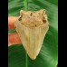 7.0 cm light grey tooth of the Megalodon