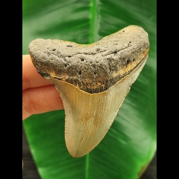7,9 cm schön gefärbter Zahn des Megalodon