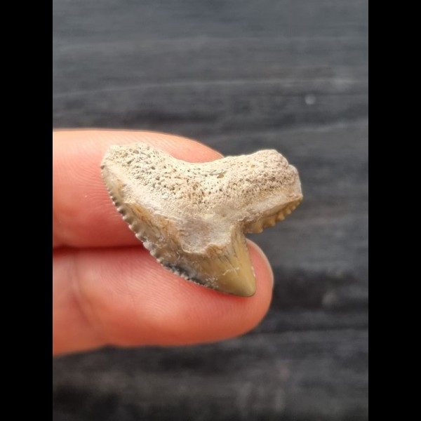 2.5 cm patterned tooth of the tiger shark