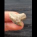 2.5 cm patterned tooth of the tiger shark