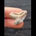 2.5 cm patterned tooth of the tiger shark