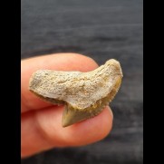 2.4 cm sharp tooth of the tiger shark