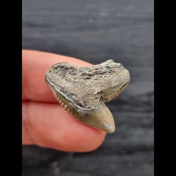 2.6 cm grey-brown tooth of the tiger shark