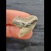 2.6 cm grey-brown tooth of the tiger shark