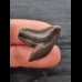 2.6 cm dark tooth of the tiger shark