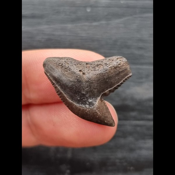 2.6 cm dark tooth of the tiger shark