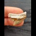 2.5 cm large tooth of the tiger shark