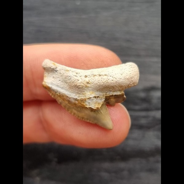 2.5 cm large tooth of the tiger shark