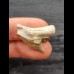 2.5 cm large tooth of the tiger shark