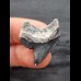 2,7 cm Zahn des Tigerhai mit blauem Zahnschmelz