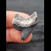 2.7 cm tooth of the tiger shark with blue enamel