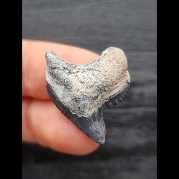 2.7 cm tooth of the tiger shark with blue enamel
