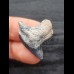 2.7 cm tooth of the tiger shark with blue enamel