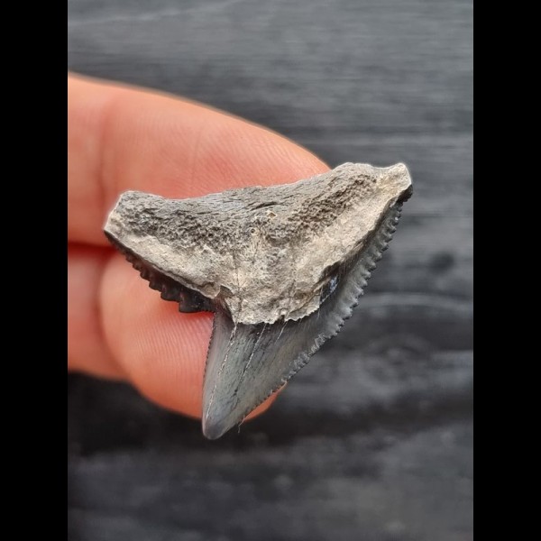 2.9 cm blue tooth of the tiger shark