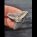 2.9 cm blue tooth of the tiger shark