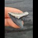 2.9 cm blue tooth of the tiger shark