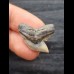 2,4 cm sehr schön erhaltener Zahn des Tigerhai