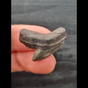2.4 cm grey tooth of the tiger shark