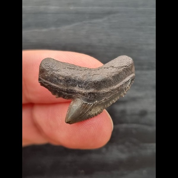 2.4 cm grey tooth of the tiger shark