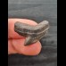 2.4 cm grey tooth of the tiger shark