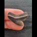 2.4 cm grey tooth of the tiger shark