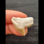 2.2 cm light-coloured tooth of the tiger shark