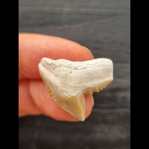 2,2 cm heller Zahn des Tigerhai
