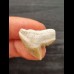 2.2 cm light-coloured tooth of the tiger shark