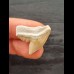 2.2 cm light-coloured tooth of the tiger shark