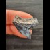 2.8 cm beautifully coloured tooth of the tiger shark