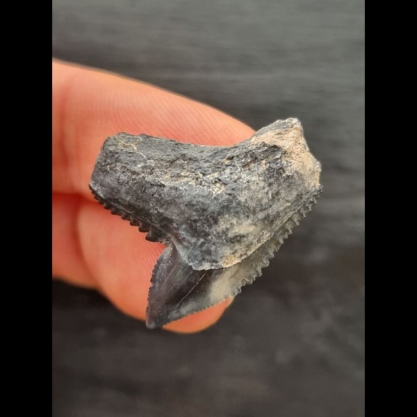 2.8 cm beautifully coloured tooth of the tiger shark